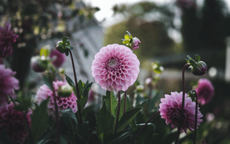 Transformez votre jardin en plantant cette fleur en septembre
