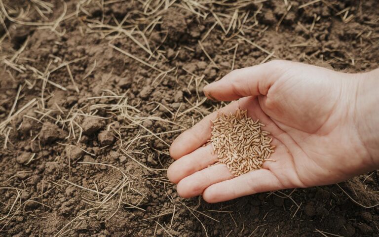 Adieu gazon traditionnel : découvrez le couvre-sol économe et robuste qui transforme nos jardins