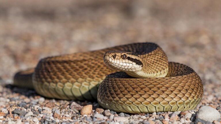 Ce que vous pensez être un serpent dangereux pourrait être totalement inoffensif : apprenons ensemble à les distinguer