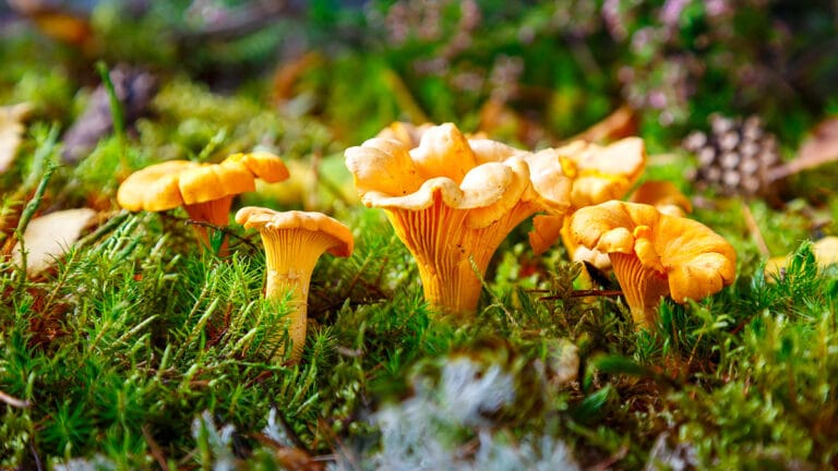 Chanterelle : secrets de la cueillette, risques d’erreur et meilleures recettes pour un goût unique