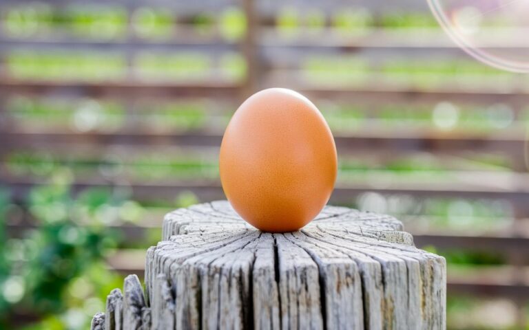 Comment persuader vos poules d’utiliser un pondoir : stratégies pour un élevage plus ordonné et efficace