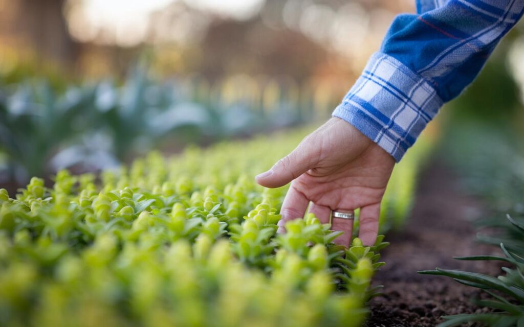 Comment votre jardin peut devenir un havre de paix privé : découvrez les secrets d'une haie qui pousse rapidement