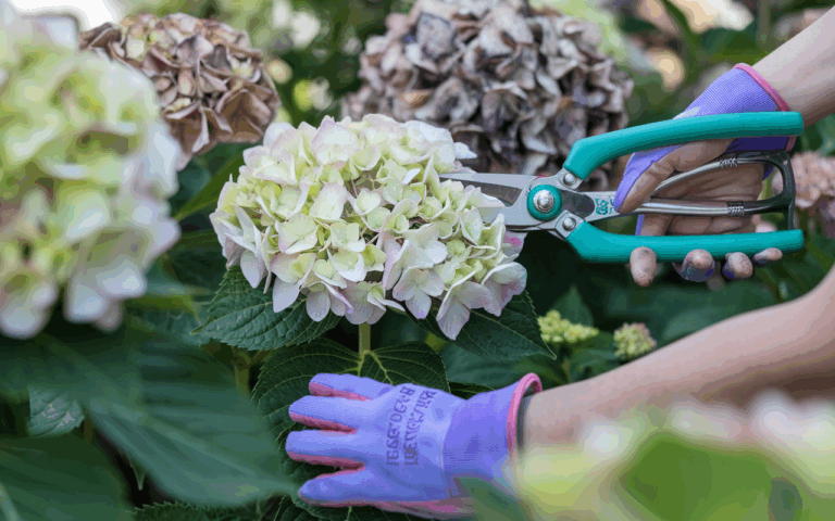 Méthodes approuvées par les horticulteurs pour entretenir vos hortensias au-delà de la taille des fleurs fanées