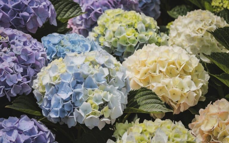Découvrez comment une ancienne méthode japonaise peut raviver vos hortensias en automne : un secret bien gardé