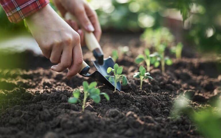 Découvrez pourquoi il est crucial de planter cette haie dense avant octobre : secrets et techniques