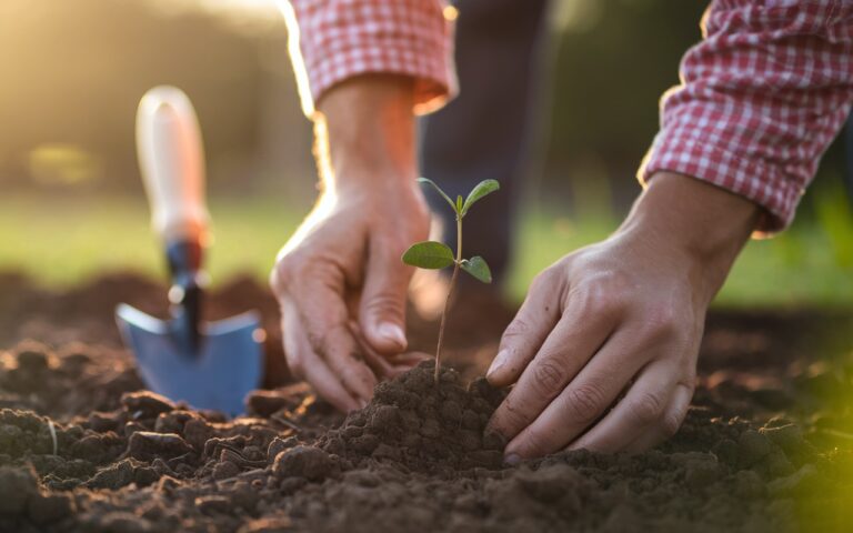 Cet arbre fruitier est incontournable pour votre jardin cet automne selon les experts
