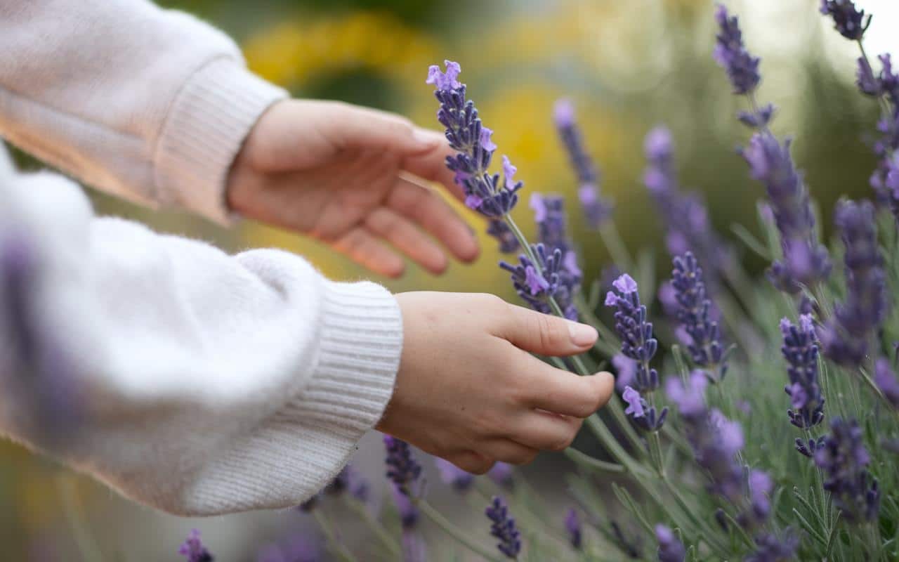 Le secret bien gardé des Provençaux : pourquoi ils taillent la lavande en octobre, une tradition ancestrale