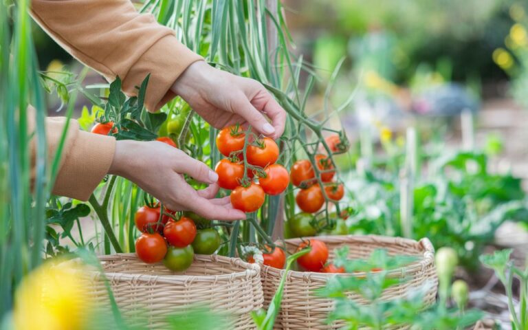 Pourquoi le jardin broussailleux est votre futur havre de paix : découvrez ses secrets insoupçonnés