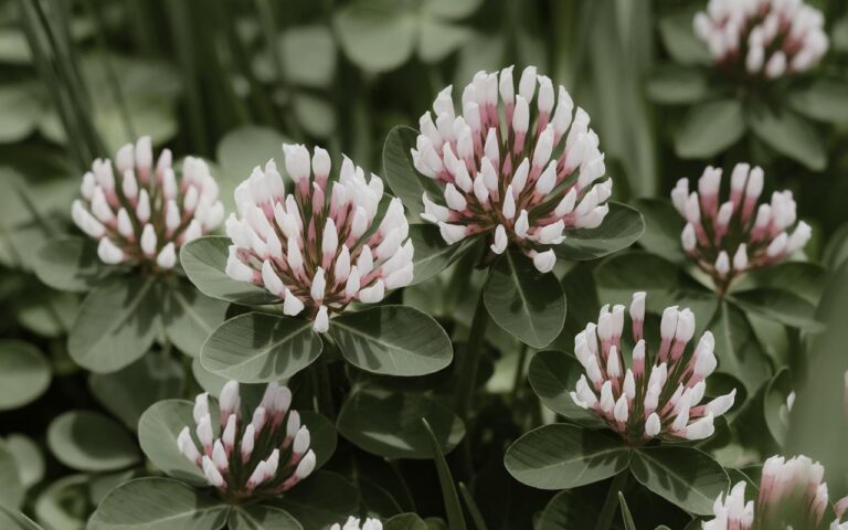 Remplacer votre gazon par du trèfle : une décision audacieuse qui revitalise les jardins et attire la faune